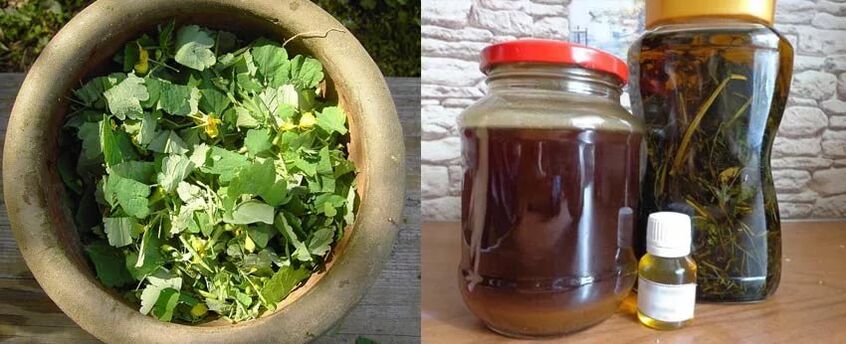 Gyógyító celandinlé készítése további felhasználásra a körömgomba elleni küzdelemben